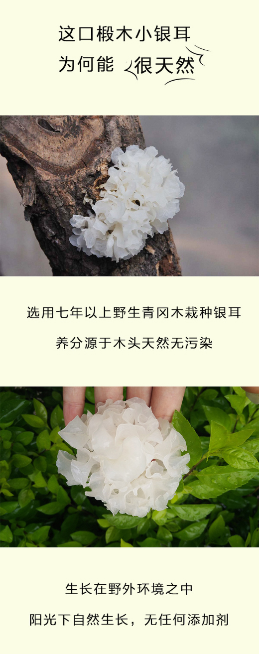 椴木小銀耳-自然野生-無熏硫磺-膠原多-100g包郵_06